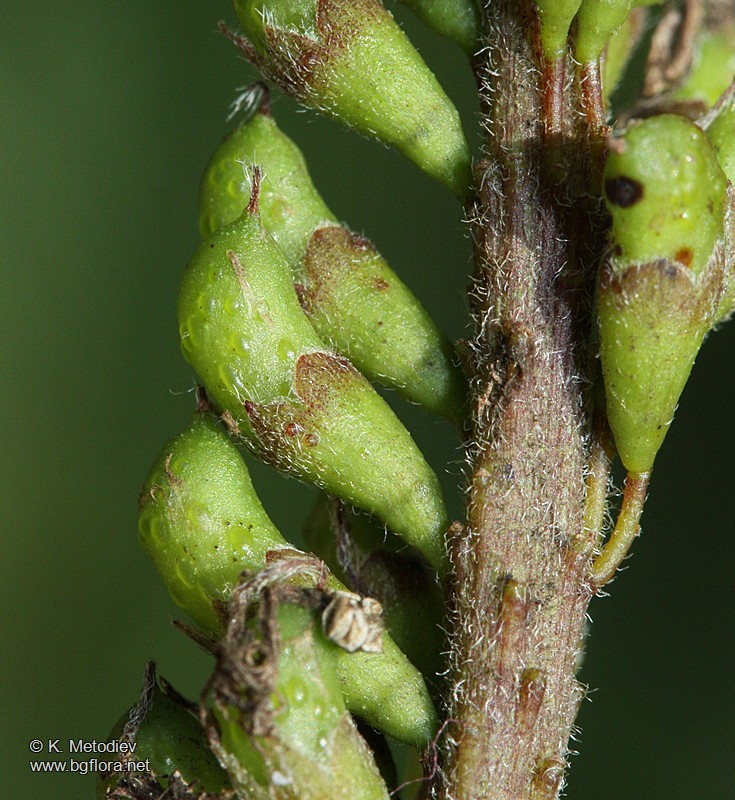 Amorpha fruticosa