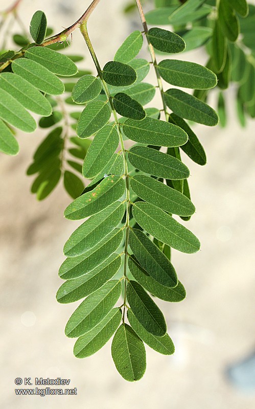 Amorpha fruticosa
