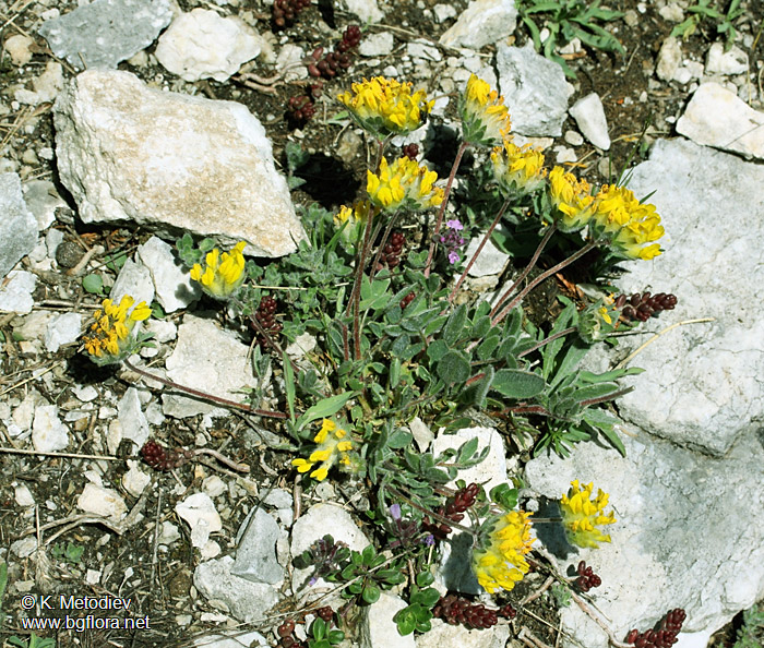 Anthyllis vulneraria