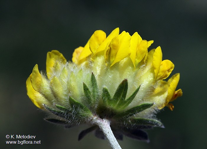 Anthyllis vulneraria