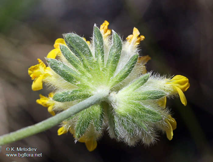 Anthyllis vulneraria
