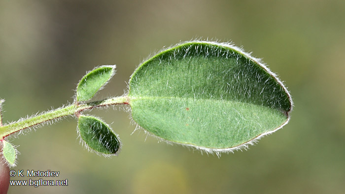 Anthyllis vulneraria