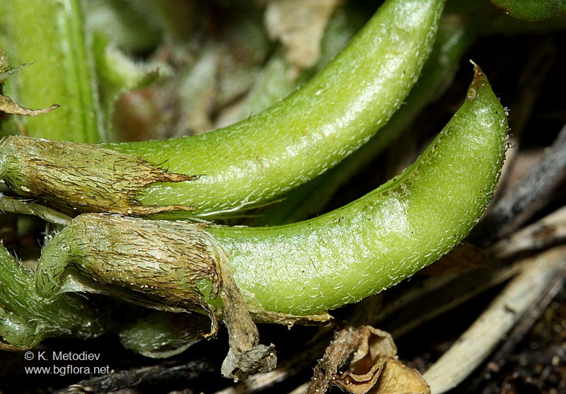 Astragalus depressus
