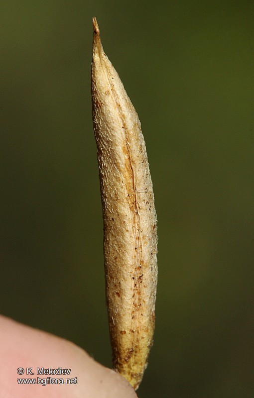 Astragalus depressus