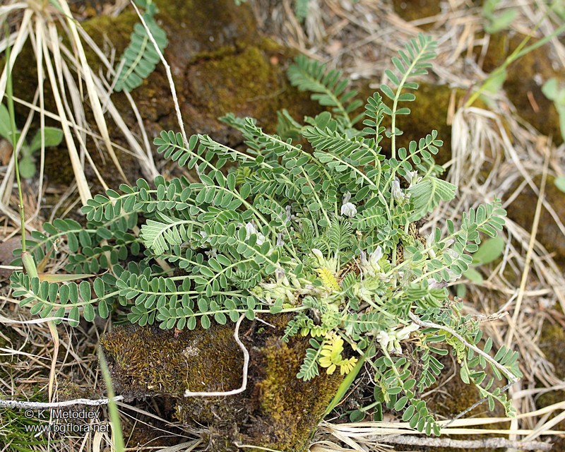 Astragalus depressus