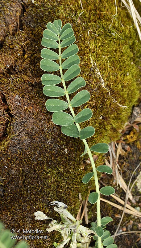 Astragalus depressus