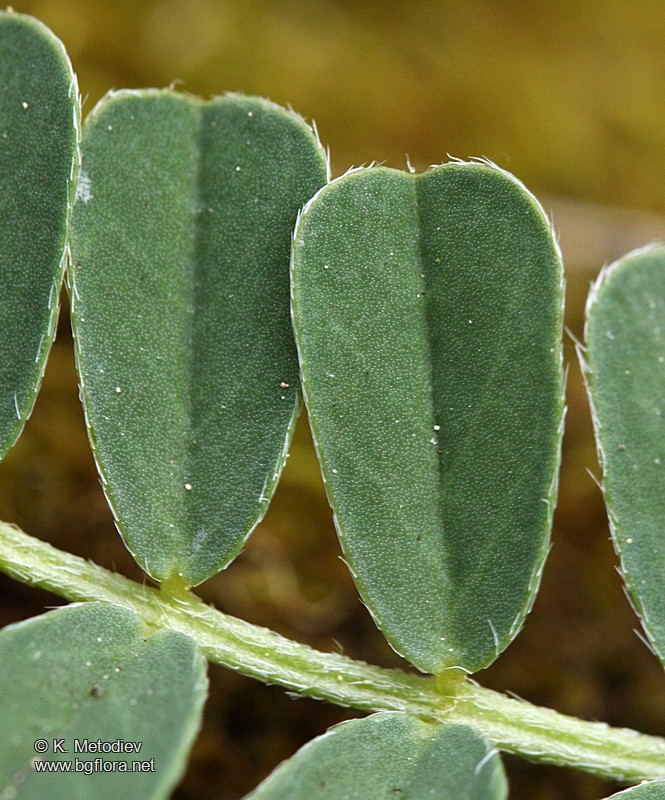 Astragalus depressus