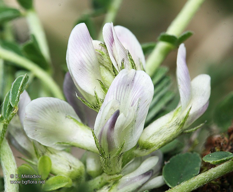 Astragalus depressus