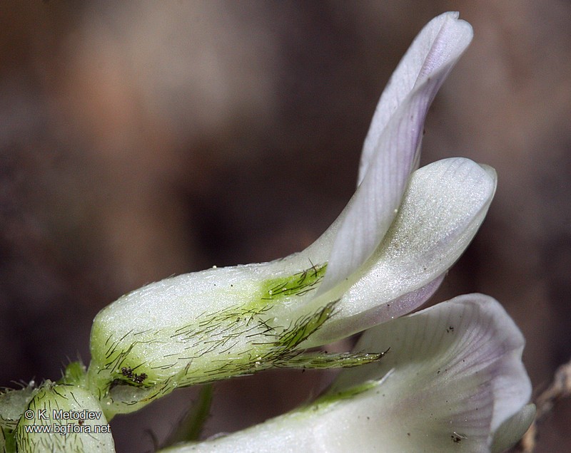Astragalus depressus