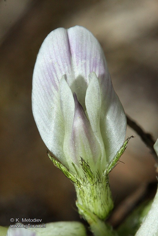 Astragalus depressus