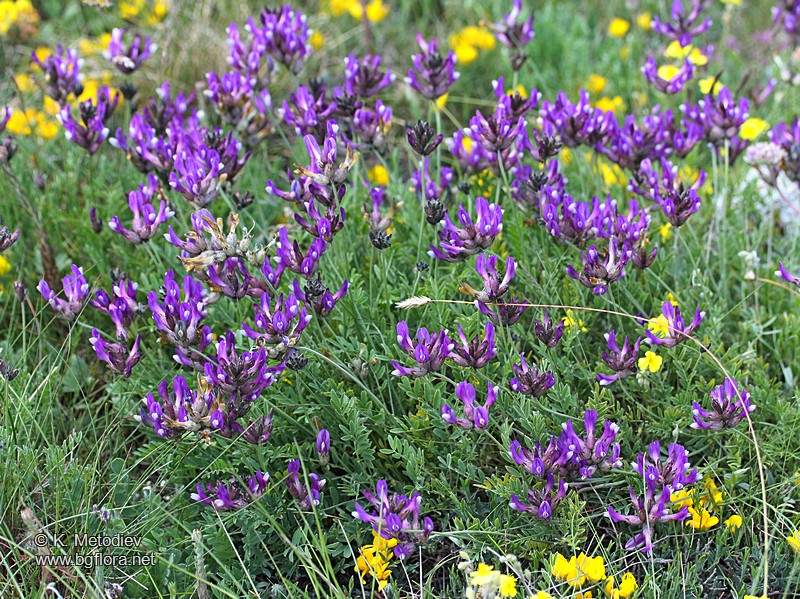 Astragalus vesicarius