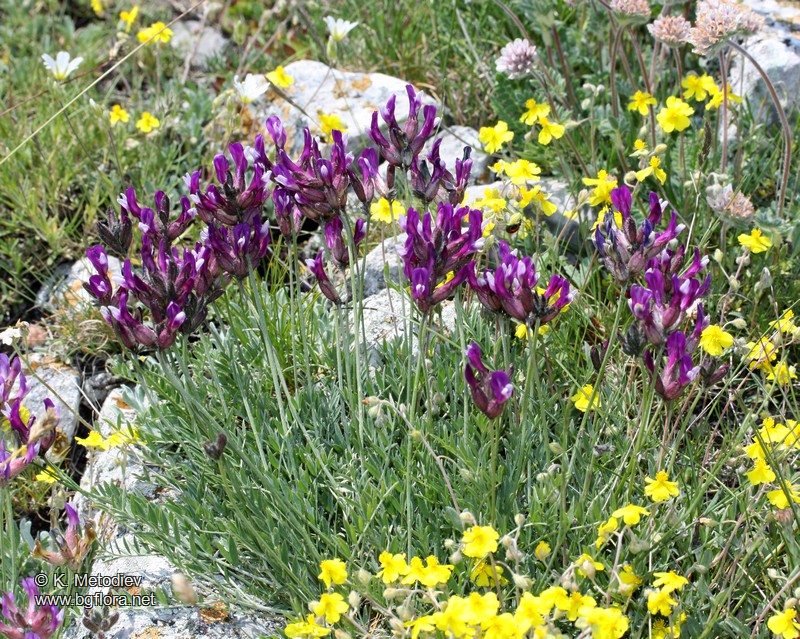 Astragalus vesicarius