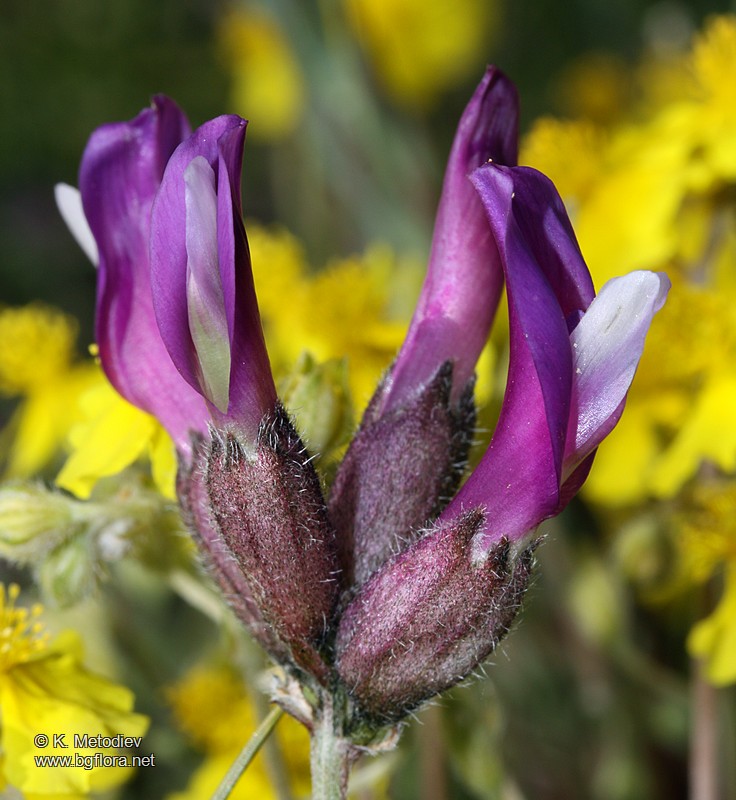 Astragalus vesicarius