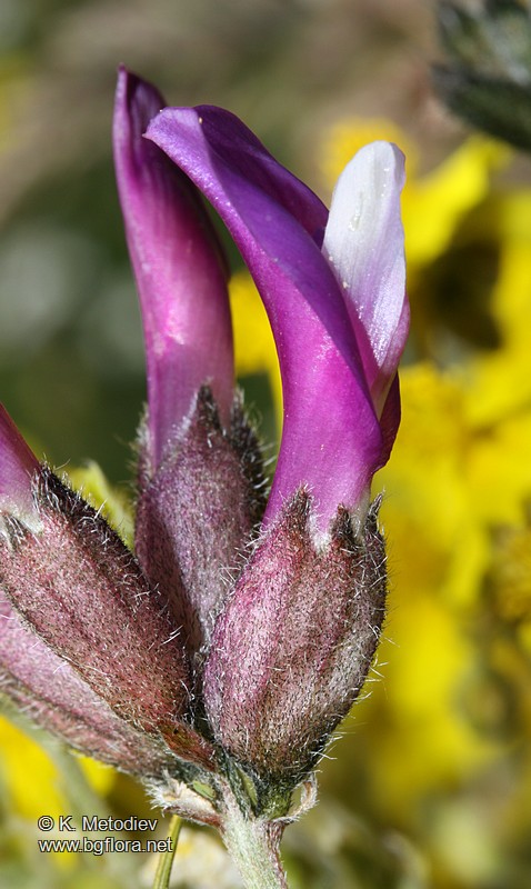 Astragalus vesicarius