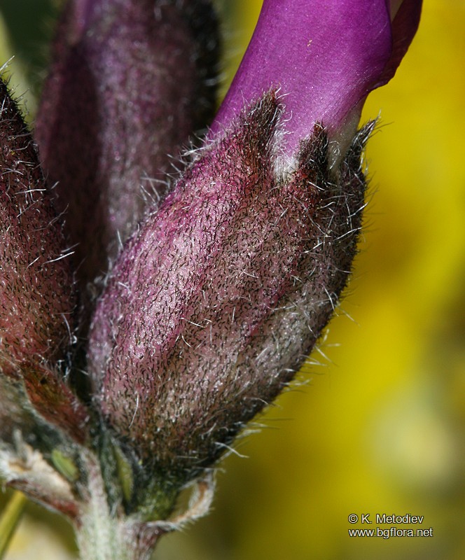 Astragalus vesicarius