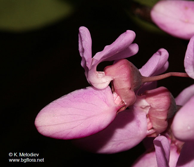 Cercis siliquastrum