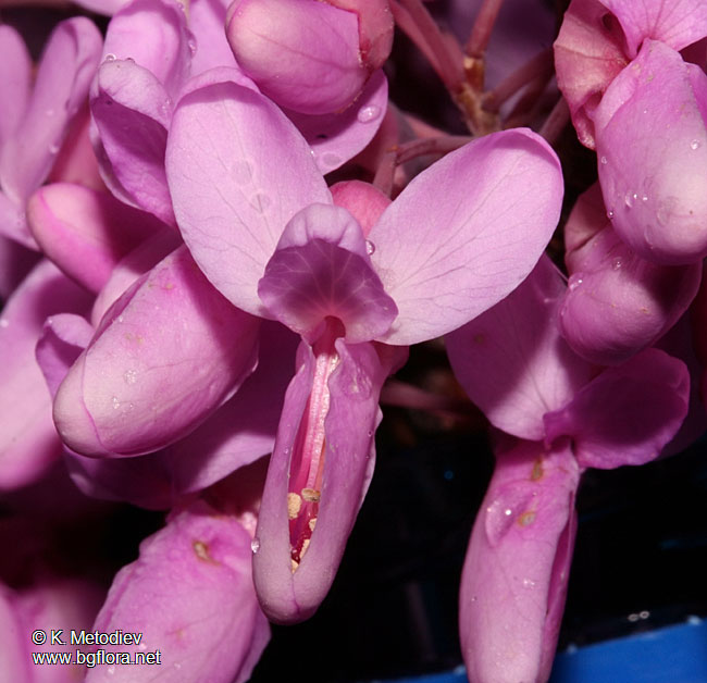 Cercis siliquastrum