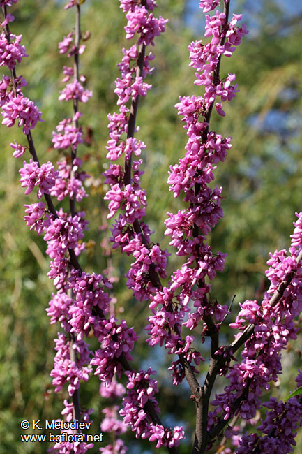 Cercis siliquastrum
