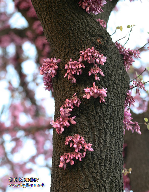 Cercis siliquastrum