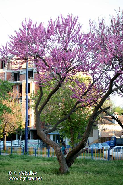 Cercis siliquastrum
