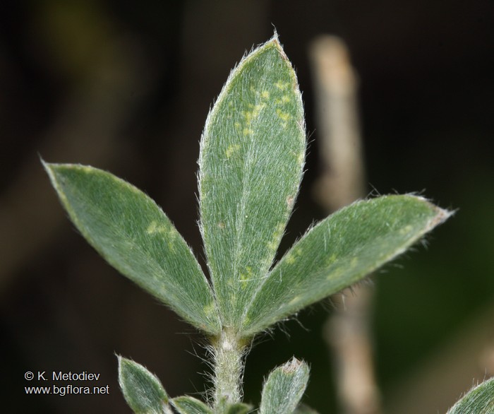 Cytisus absinthioides