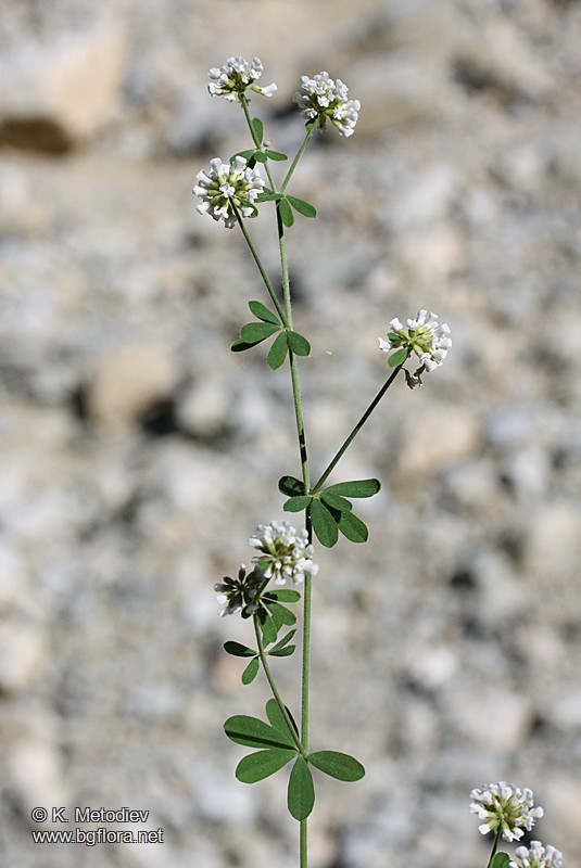 Dorycnium herbaceum