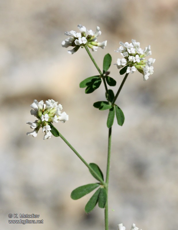 Dorycnium herbaceum