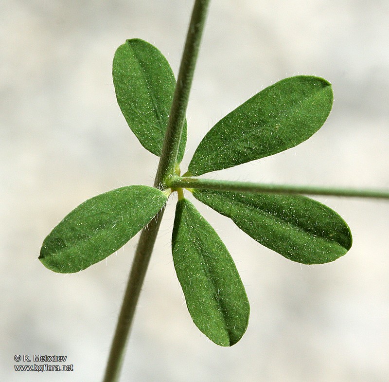 Dorycnium herbaceum
