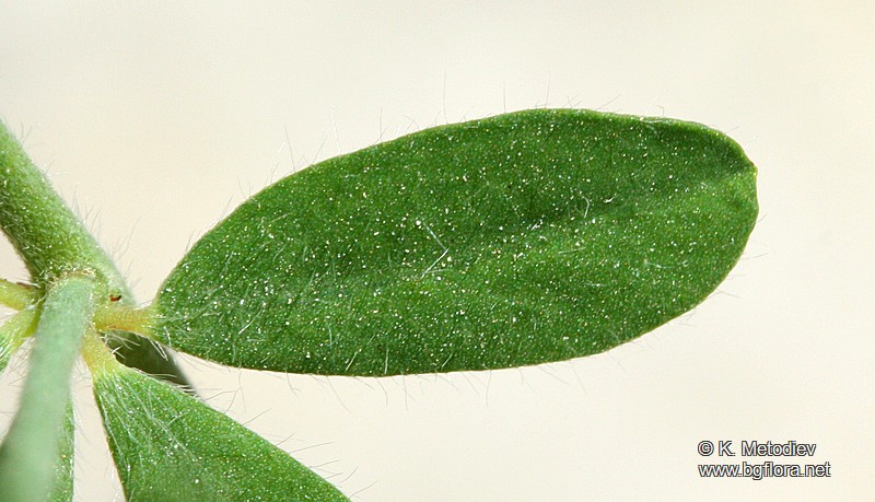 Dorycnium herbaceum