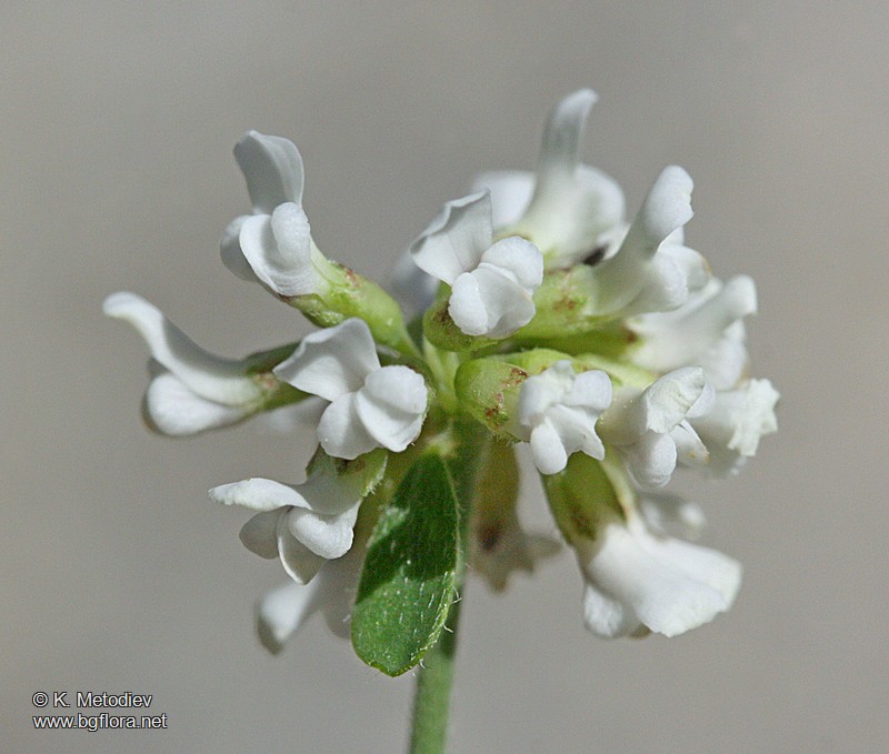 Dorycnium herbaceum