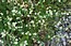 Dorycnium herbaceum