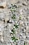 Dorycnium herbaceum