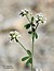 Dorycnium herbaceum