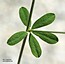Dorycnium herbaceum