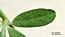 Dorycnium herbaceum