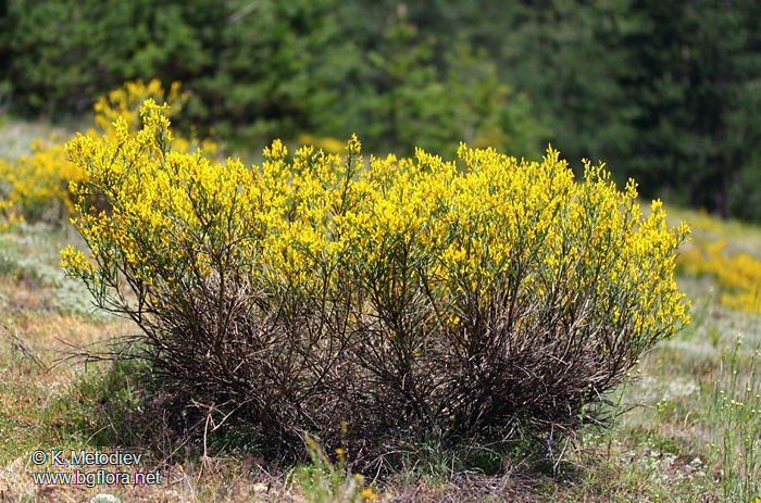 Genista rumelica