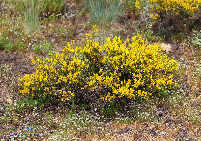 Genista rumelica