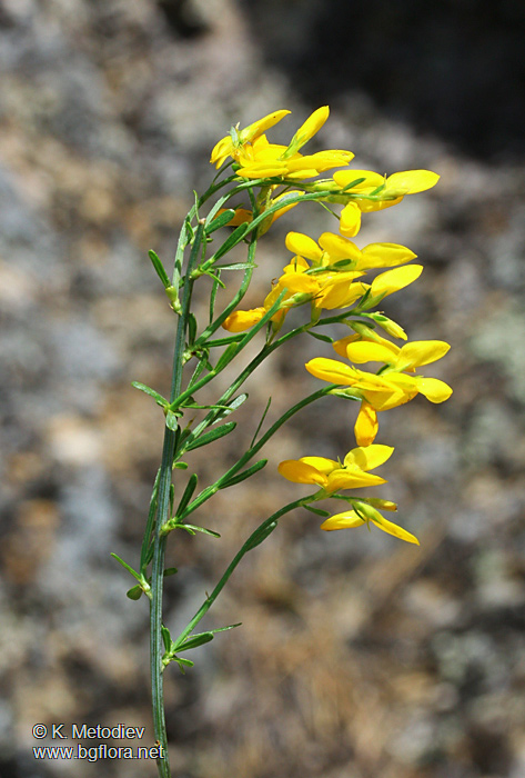 Genista rumelica