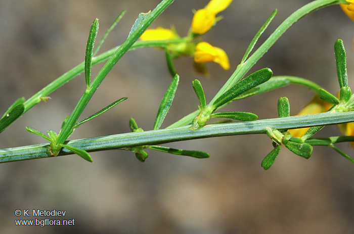 Genista rumelica