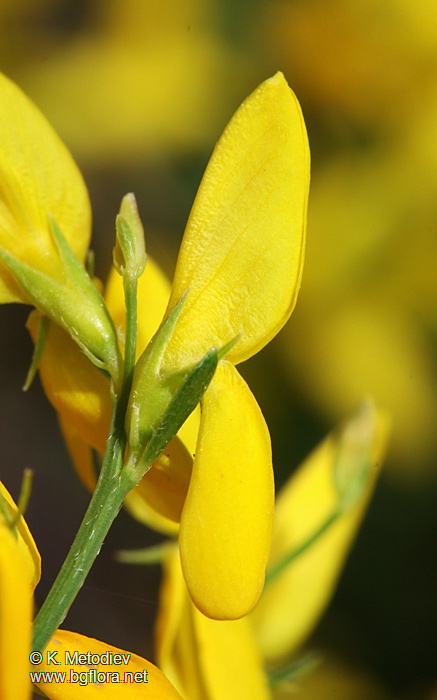 Genista rumelica