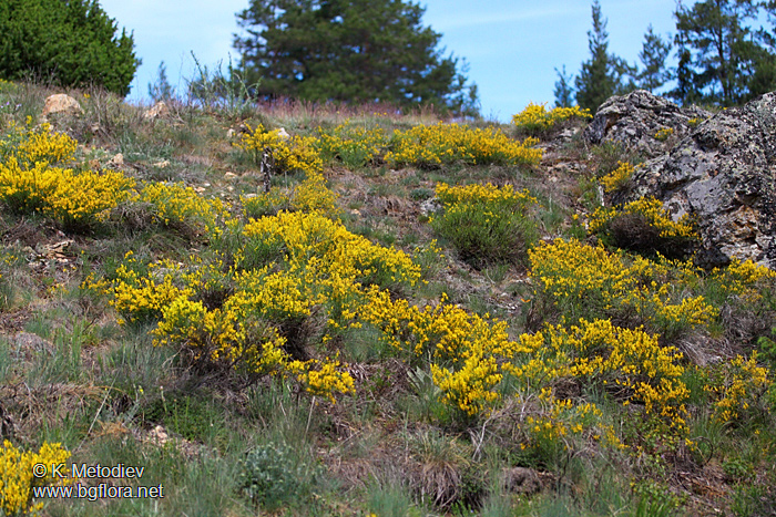 Genista rumelica