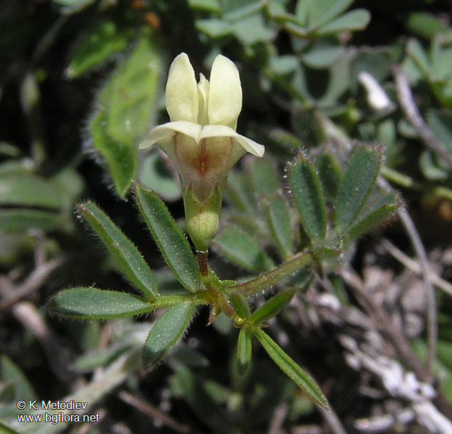 Lathyrus saxatilis