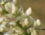 Onobrychis alba