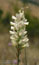 Onobrychis alba