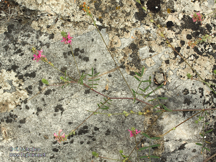 Onobrychis arenaria