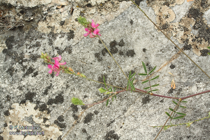 Onobrychis arenaria