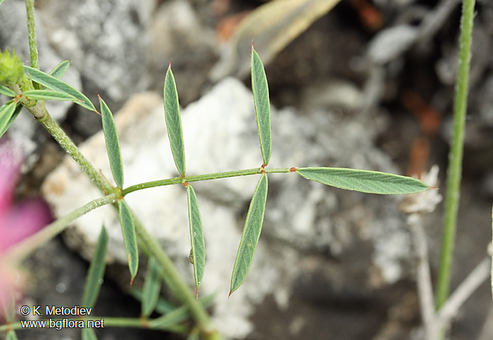 Onobrychis arenaria