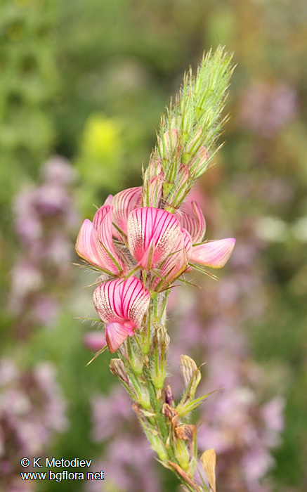 Onobrychis arenaria