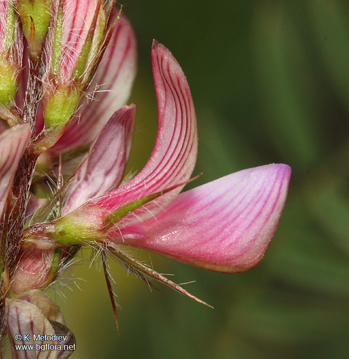 Onobrychis arenaria