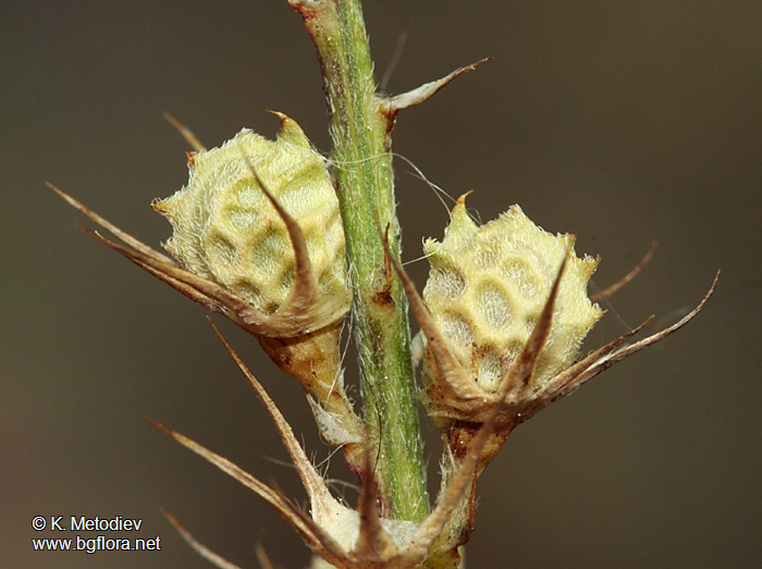 Onobrychis arenaria